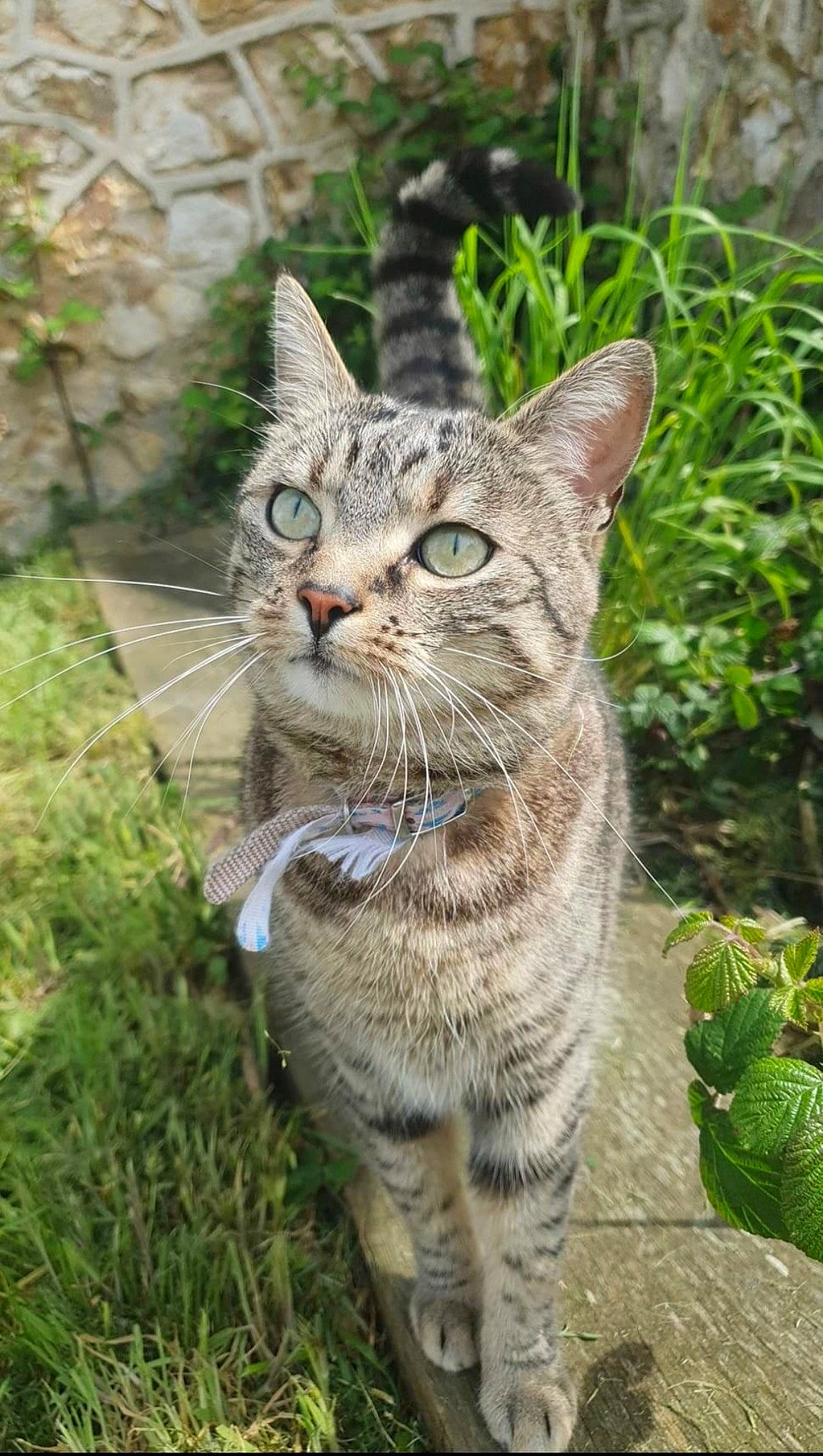 étoile participe au concours pour gagner de l'argent avec cette photo : bobcat, carnivore, cat, claw, domestic_short_haired_cat, felidae, fur, grass, groundcover, lynx, paw, plant, small_to_medium_sized_cats, snout, tail, terrestrial_animal, tree, whiskers, wildlife