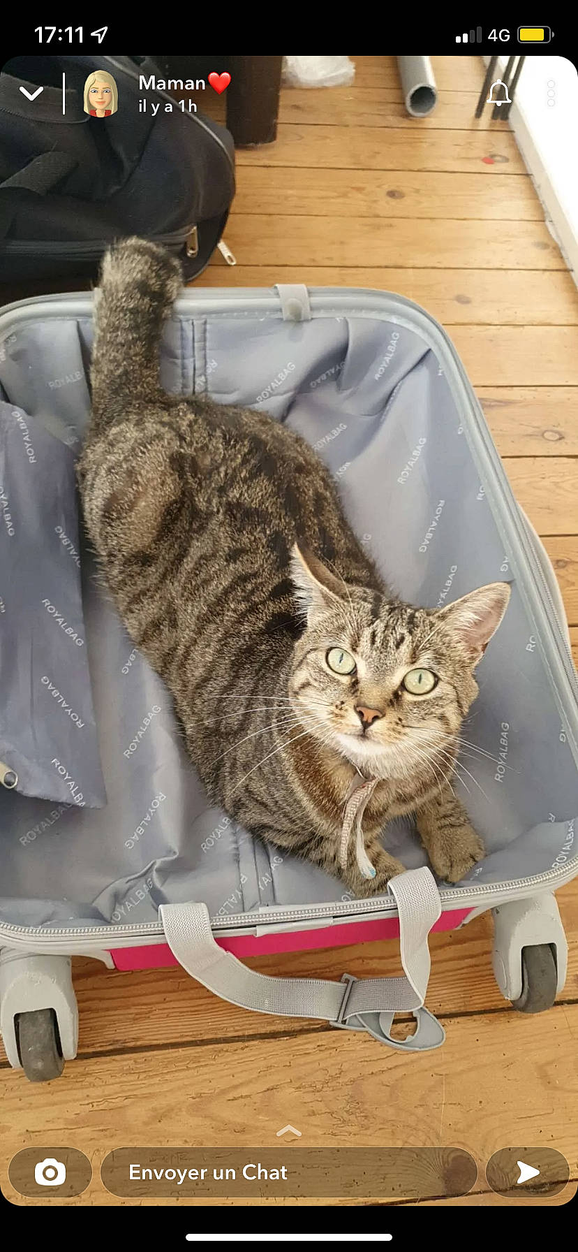 étoile participe au concours pour gagner de l'argent avec cette photo : carnivore, cat, cat_supply, comfort, domestic_short_haired_cat, felidae, fur, hardwood, pet_supply, sitting, small_to_medium_sized_cats, snout, tail, terrestrial_animal, whiskers, wood