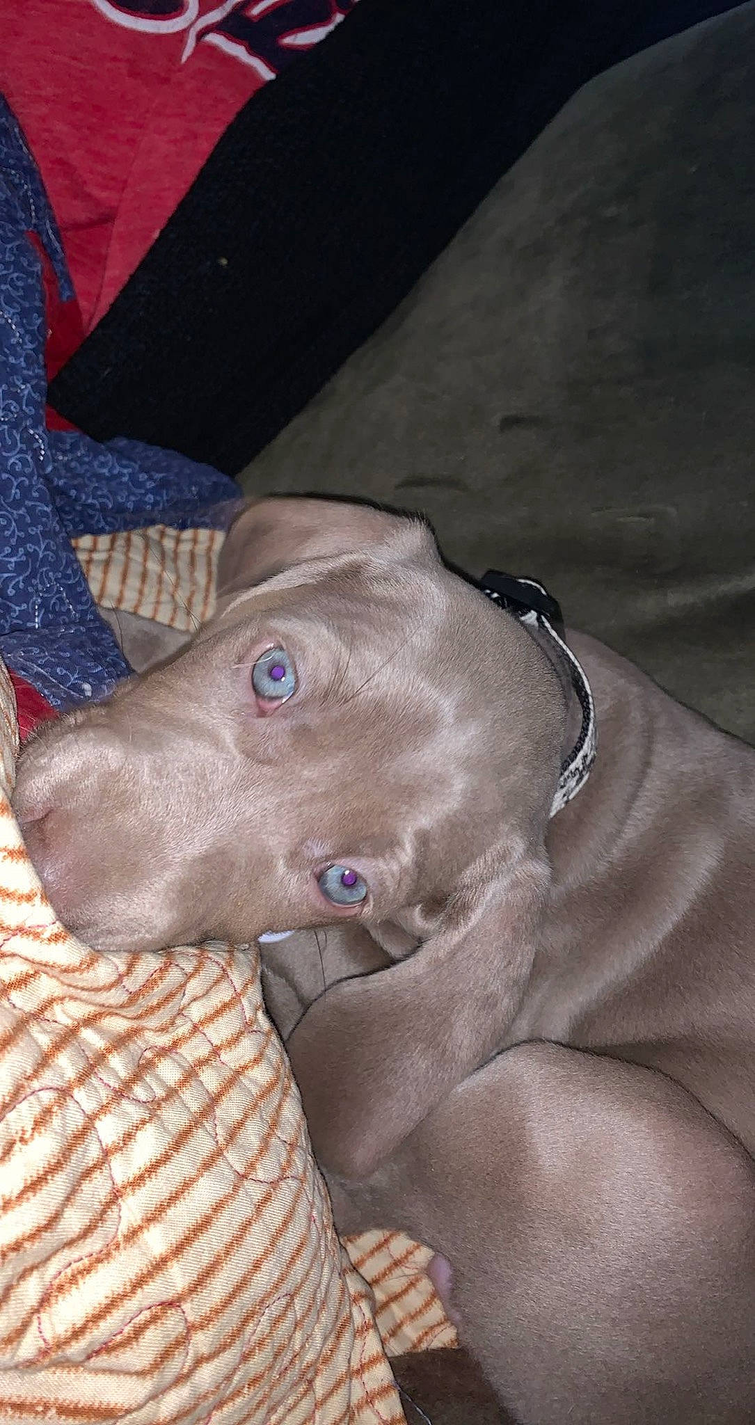 Annie joined the competition — help win amazing prizes! canidae, carnivore, collar, companion_dog, dog, dog_breed, dog_collar, electric_blue, fawn, gun_dog, hunting_dog, liver, non_sporting_group, pet_supply, snout, sporting_group, terrestrial_animal, weimaraner, whiskers, working_animal