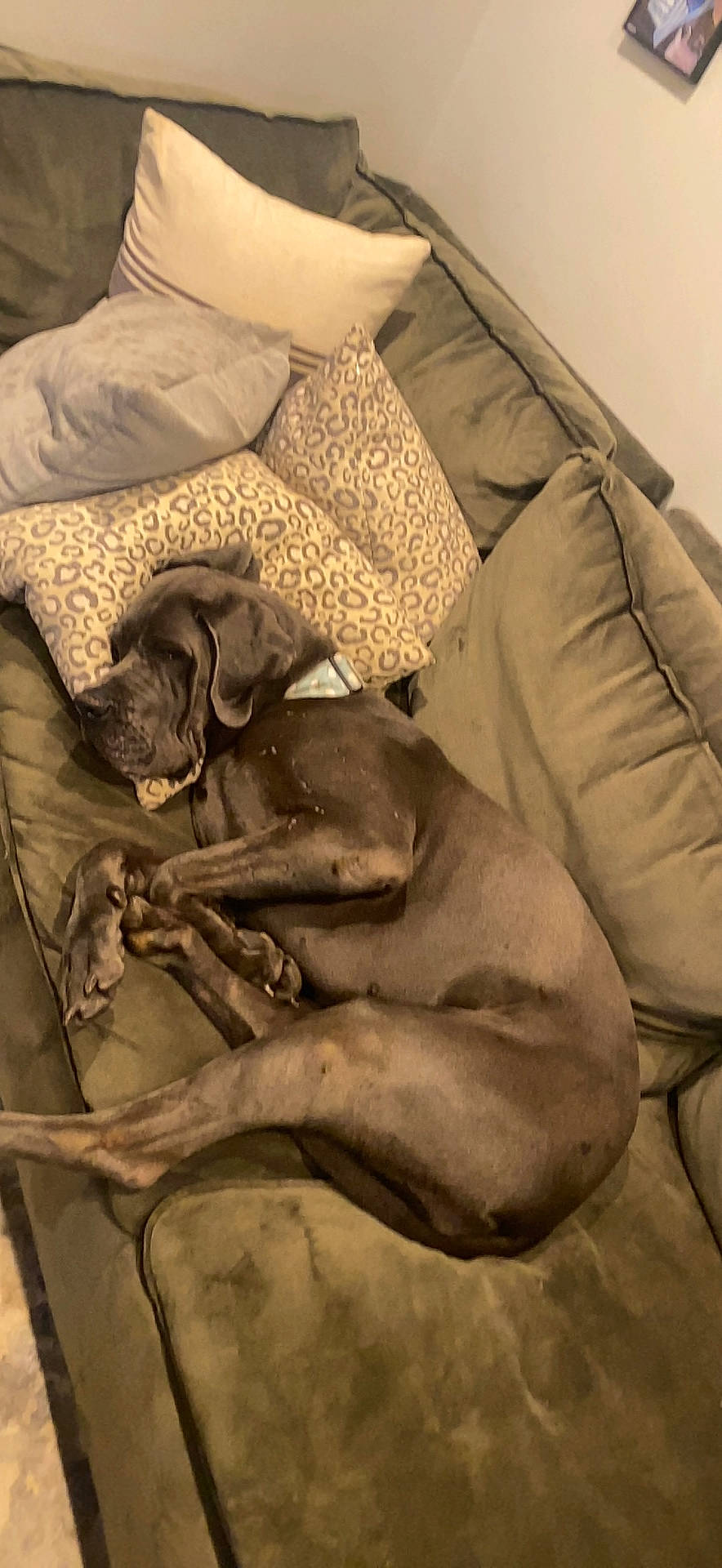 Polly is registered to the contest to win money with this photo: armrest, art, canidae, carnivore, comfort, companion_dog, dog, dog_breed, fawn, linens, liver, monochrome, monochrome_photography, nap, non_sporting_group, pet_supply, room, sitting, sporting_group, working_animal