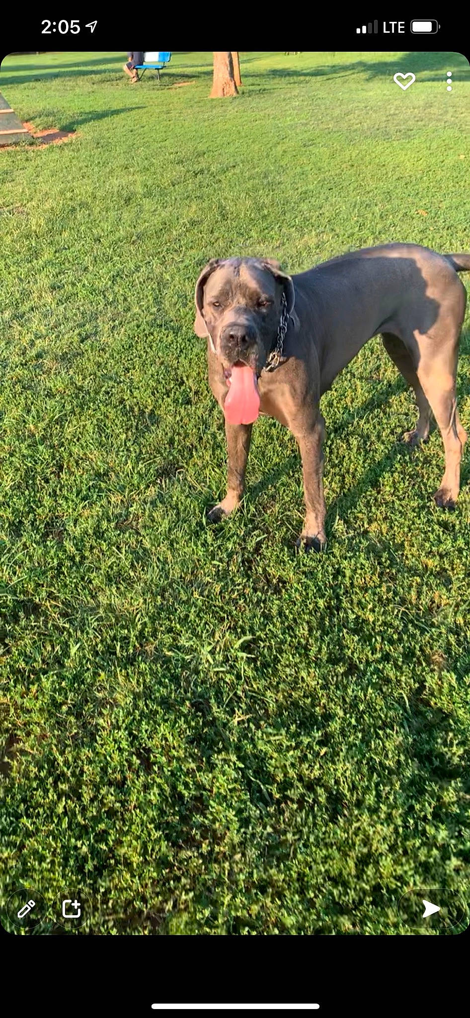 Polly is registered to the contest to win money with this photo: agriculture, canidae, carnivore, companion_dog, dog, dog_breed, fawn, field, grass, grassland, groundcover, guard_dog, pasture, plant, shrub, sporting_group, tail, terrestrial_animal, working_animal, working_dog