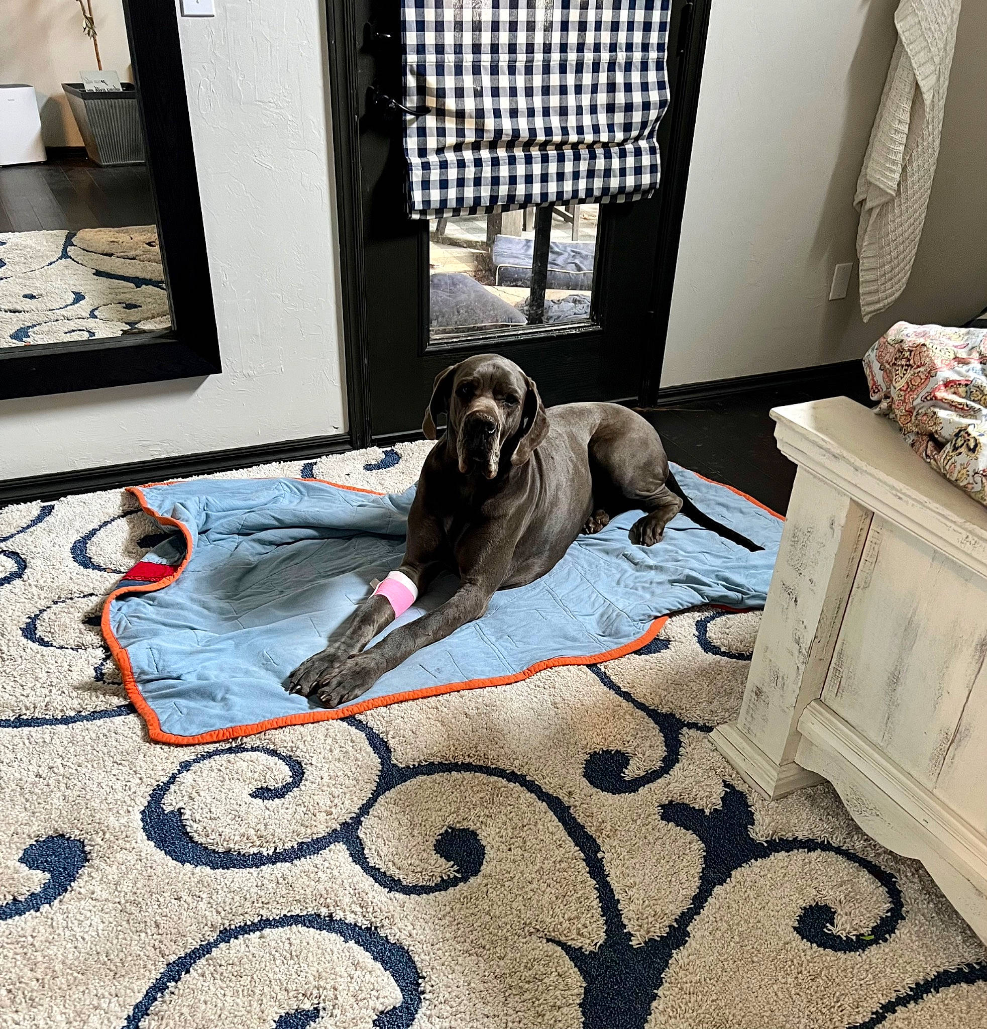 Polly joined the competition — help win amazing prizes! art, bed_frame, carnivore, carpet, comfort, companion_dog, dog, dog_breed, fawn, floor, flooring, grey, hardwood, interior_design, linens, room, toy_dog, vertebrate, wood, working_animal