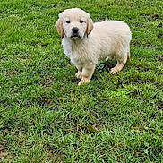 Atlas participe au concours pour gagner de l'argent avec cette photo : puppy, golden_retriever, dog, grass, outdoor, pet, animal, young, cute, fluffy, greenery, nature, lawn, garden, fur, canine, adorable, standing, portrait, daylight