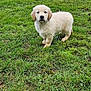 puppy, golden_retriever, dog, grass, outdoor, pet, animal, young, cute, fluffy, greenery, nature, lawn, garden, fur, canine, adorable, standing, portrait, daylight