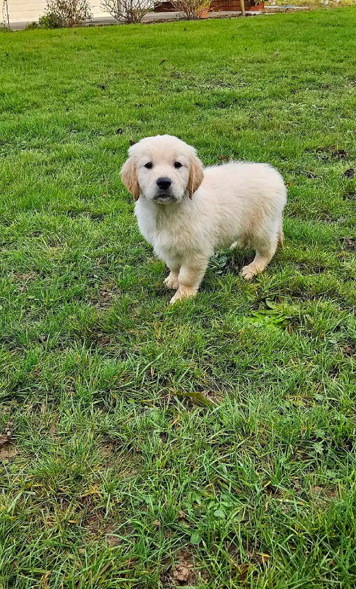 Atlas participe au concours pour gagner de l'argent avec cette photo : puppy, golden_retriever, dog, grass, outdoor, pet, animal, young, cute, fluffy, greenery, nature, lawn, garden, fur, canine, adorable, standing, portrait, daylight