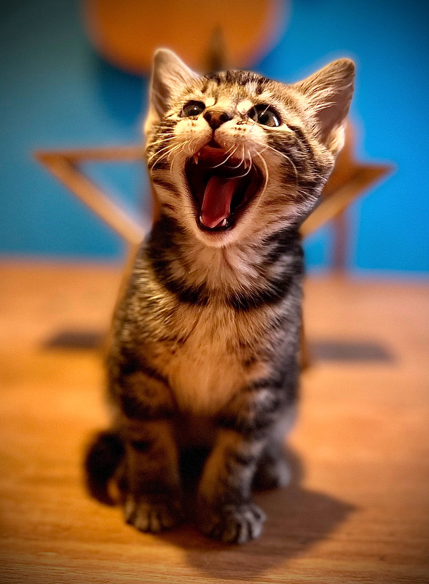 Burrito is registered to the contest to win money with this photo: art, carnivore, cat, claw, close_up, domestic_short_haired_cat, door, fang, felidae, fur, macro_photography, paw, small_to_medium_sized_cats, snout, terrestrial_animal, whiskers, wildlife, window, wood, yawn