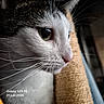 Câline participe au concours pour gagner de l'argent avec cette photo : animal, cat, close_up, cozy, curious, face, focus, fur, green_eyes, indoor, looking, muzzle, nose, pet, portrait, profile, sharp, side_view, texture, whiskers