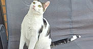 Câline a rejoint le concours — aidez-le/la à gagner de superbes lots ! animal, brick_wall, cat, curious, cute, domestic_animal, fabric, feline, fur, gray_chair, green_eyes, household, indoor, looking_up, pet, portrait, sitting, tail, whiskers, white_cat
