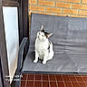 Câline participe au concours pour gagner de l'argent avec cette photo : animal, black, brick_wall, cat, chair, curious, daylight, domestic, feline, floor, fur, mesh, outdoor, pet, portrait, relaxed, seat, sitting, tile, white