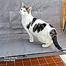 animal, black_spots, brick_wall, cat, chair, curious, daylight, feline, fur, gray_mesh, looking_away, outdoor, pet, photography, side_view, sitting, tail, terracotta_tiles, whiskers, white_cat