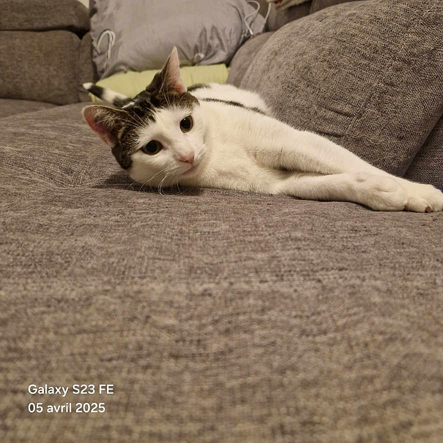 Câline a rejoint le concours — aidez-le/la à gagner de superbes lots ! abyssinian, animal, architecture, building, cat, chair, couch, cushion, furniture, hardwood, homedecor, indoors, interiordesign, kitten, linen, livingroom, manx, pet, room, wood