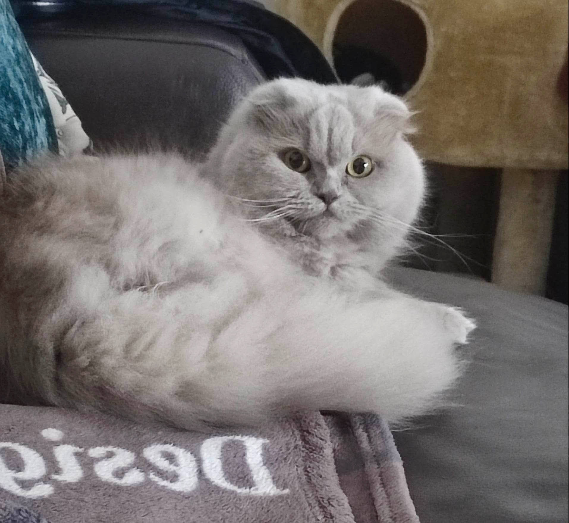 Zya a rejoint le concours — aidez-le/la à gagner de superbes lots ! carnivore, cat, claw, comfort, felidae, fur, grey, natural_material, paw, small_to_medium_sized_cats, snout, tail, whiskers