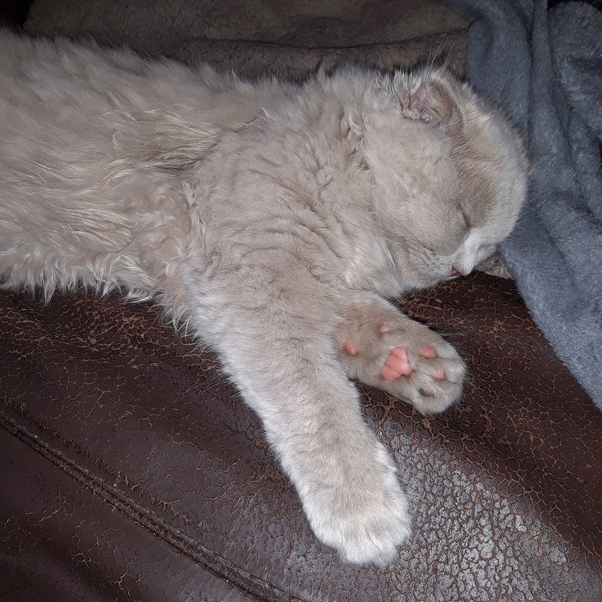 Sya a rejoint le concours — aidez-le/la à gagner de superbes lots ! british_longhair, british_semi_longhair, carnivore, cat, claw, domestic_long_haired_cat, fawn, felidae, fur, paw, polydactyl_cat, selkirk_rex, small_to_medium_sized_cats, tail, whiskers