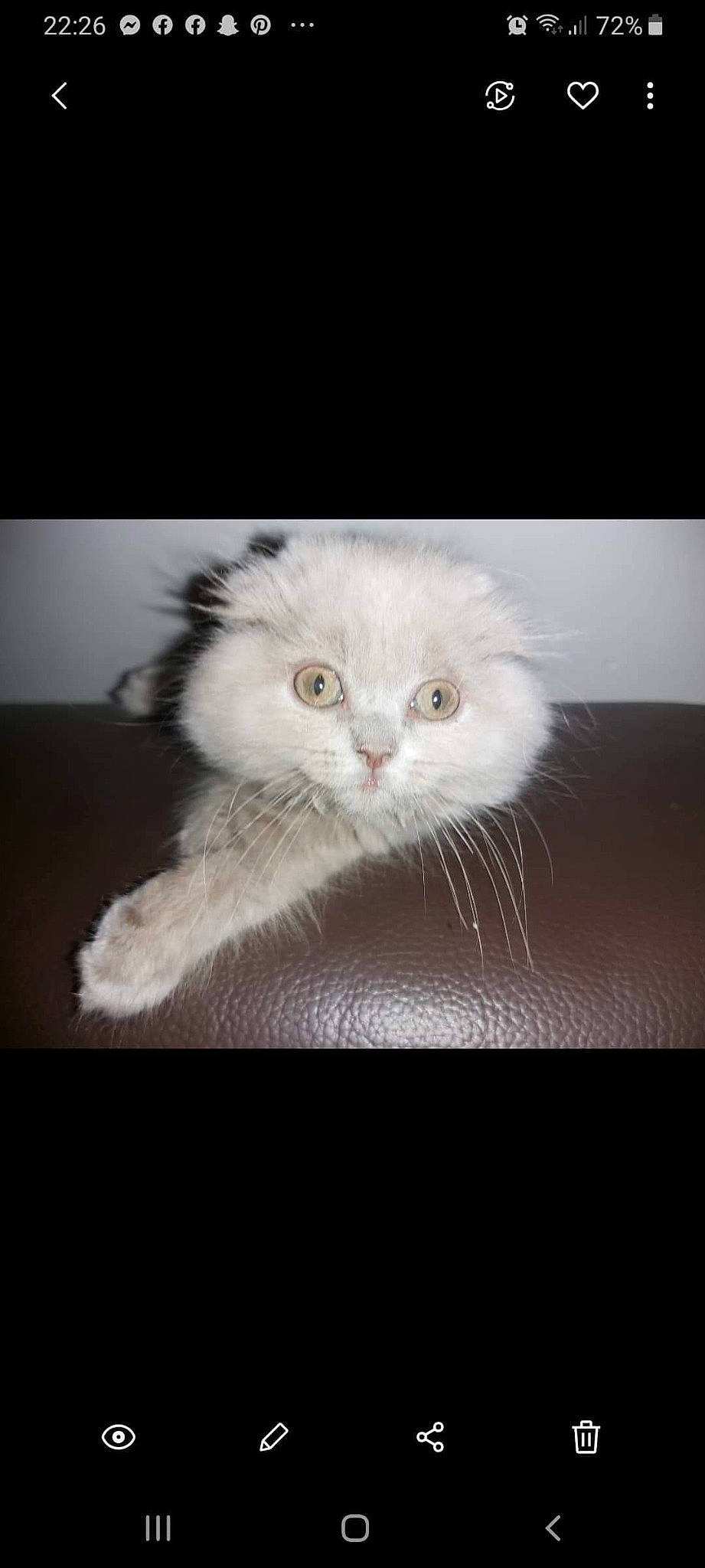 Sya participe au concours pour gagner de l'argent avec cette photo : american_curl, asian_semi_longhair, british_longhair, british_semi_longhair, carnivore, cat, domestic_long_haired_cat, eye, felidae, fur, kitten, mammal, napoleon_cat, nose, persian, photo_caption, ragdoll, scottish_fold, small_to_medium_sized_cats, whiskers