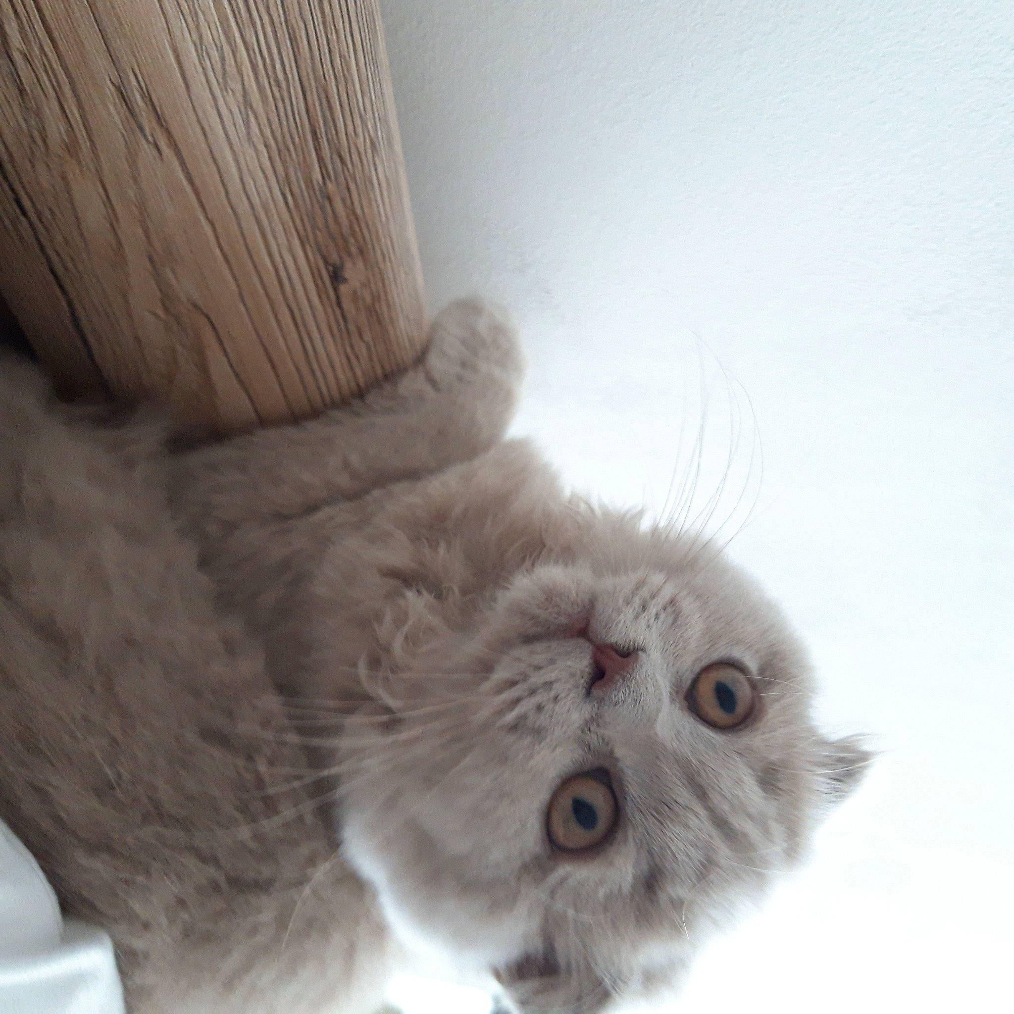 Sya participe au concours pour gagner de l'argent avec cette photo : british_longhair, british_semi_longhair, british_shorthair, carnivore, cat, eye, fawn, felidae, fur, kitten, mammal, munchkin, nose, paw, persian, ragamuffin, scottish_fold, skin, small_to_medium_sized_cats, whiskers