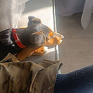 Spot a rejoint le concours — aidez-le/la à gagner de superbes lots ! dog, couch, sunlight, indoor, towel, collar, paw, floor, person, clothing, sock, camouflage, resting, relaxation, pet, furniture, shadow, wood_floor, blanket, leg