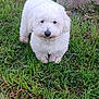 animal, ball, bison, canine, dog, eskimodog, football, grass, herbal, lawn, pet, plant, poodle, puppy, soccer, soccerball, sport, terrier, white, whitedog