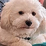 animal, bison, canine, cockerspaniel, couch, cushion, dog, eskimodog, furniture, homedecor, person, pet, poodle, puppy, sleeping, terrier, white, whitedog
