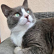 Soquette a rejoint le concours — aidez-le/la à gagner de superbes lots ! animal, cat, close_up, cushion, cute, domestic_cat, feline, fur, green_eyes, grey_cat, indoor, looking_up, pet, portrait, relaxed, resting, soft, texture, whiskers, white_cat