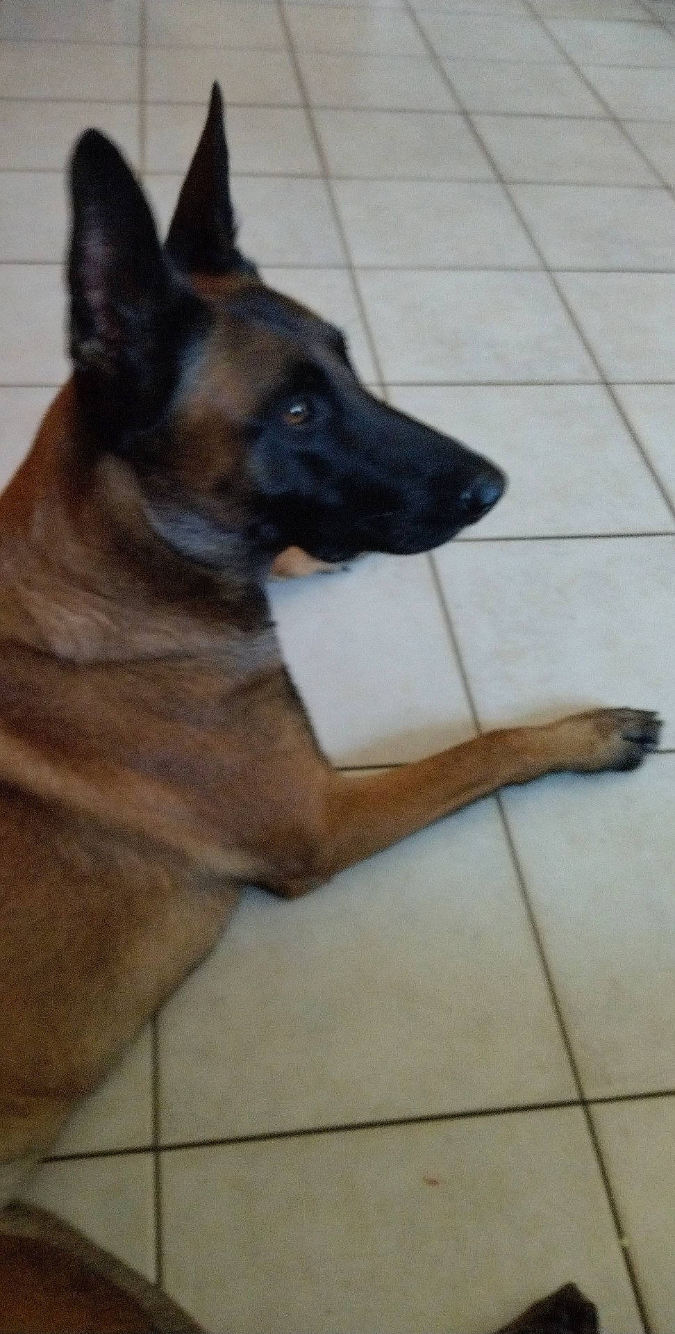 Osca a rejoint le concours — aidez-le/la à gagner de superbes lots ! balance, belgian_shepherd_malinois, carnivore, companion_dog, dog, dog_breed, east_european_shepherd, fawn, flooring, foot, fur, german_shepherd_dog, hardwood, herding_dog, king_shepherd, old_german_shepherd_dog, snout, tile_flooring, working_animal, working_dog