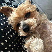 Myrtille participe au concours pour gagner de l'argent avec cette photo : animal, black_and_white, close_up, companion, cozy, cute, dog, fluffy, fur, indoor, light_brown, lying_down, pattern, pet, pillow, portrait, relaxed, resting, sleepy, soft_texture