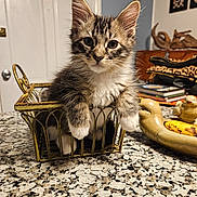 Niko joined the competition — help win amazing prizes! kitten, cat, basket, indoor, countertop, curious, fur, whiskers, paws, face, pet, domestic, feline, table, decor, books, home, animal, closeup, cute
