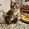 animal, basket, books, cat, closeup, countertop, curious, cute, decor, domestic, face, feline, fur, home, indoor, kitten, paws, pet, table, whiskers