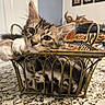 Niko is registered to the contest to win money with this photo: kitten, cat, tabby, pet, animal, basket, metal, feline, curious, cute, indoor, household, countertop, closeup, paw, face, whiskers, ears, fur, resting