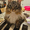 Niko is registered to the contest to win money with this photo: cat, tabby, fluffy, toaster, kitchen, counter, pink_bowl, domestic_cat, pet, fur, whiskers, ears, eyes, curious, indoor, closeup, household, appliance, cute, relaxed