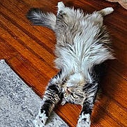 Matteo is registered to the contest to win money with this photo: cat, fluffy, stretching, wooden_floor, rug, indoor, pet, feline, relaxed, home, cozy, paw, fur, tabby, animal, mammal, whiskers, claws, resting, cute