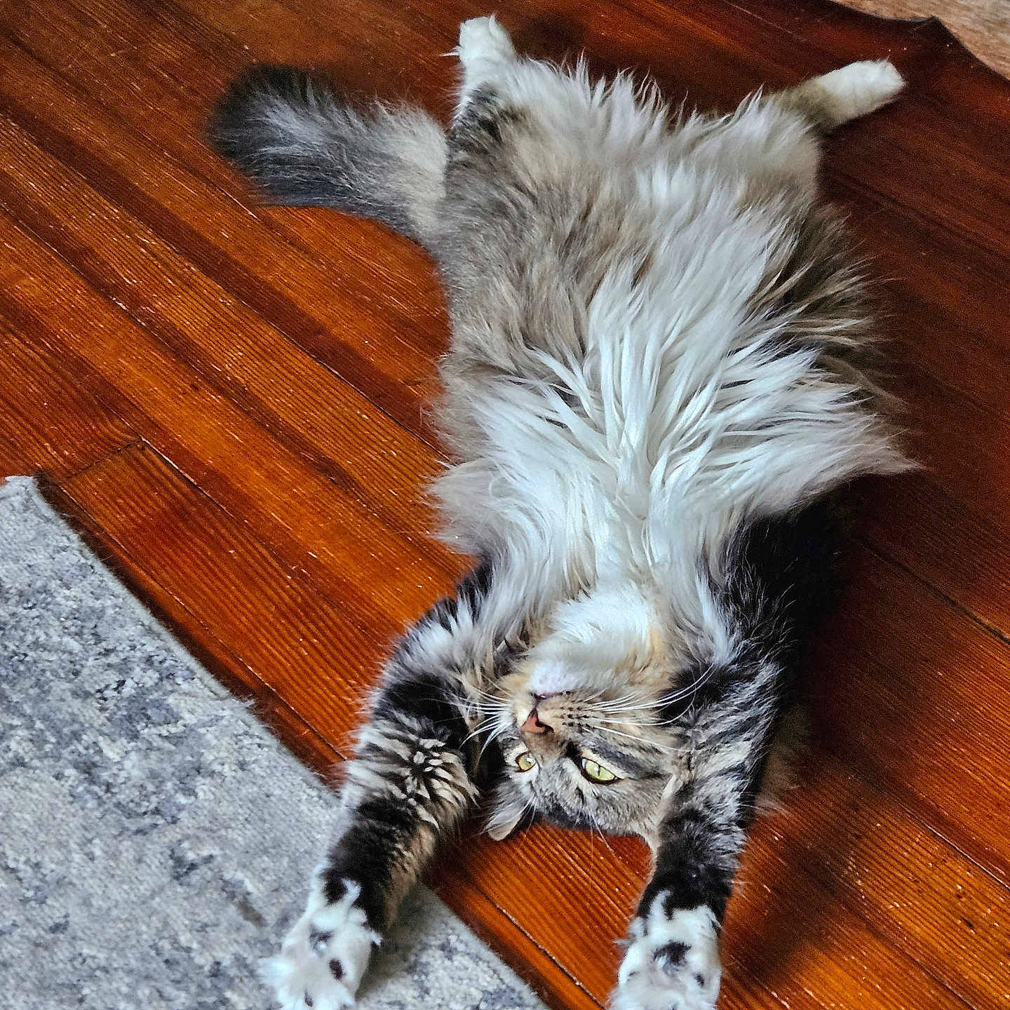 Matteo