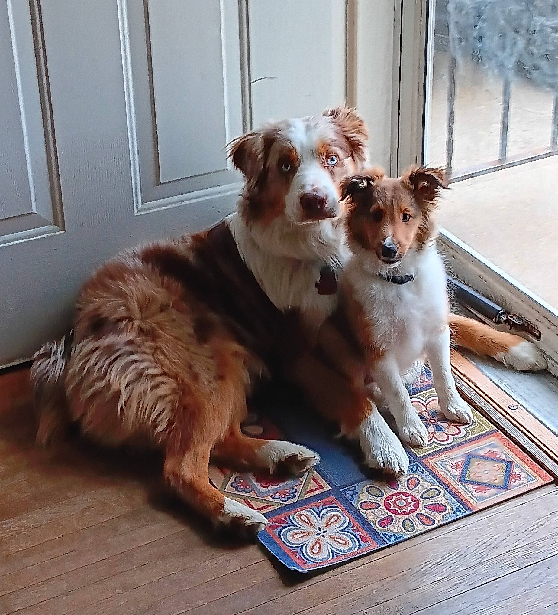 Marlee is registered to the contest to win money with this photo: bowl, canidae, carnivore, companion_dog, dog, dog_breed, dog_supply, door, fawn, felidae, flooring, fur, paw, snout, sporting_group, tail, terrier, toy_dog, window, wood