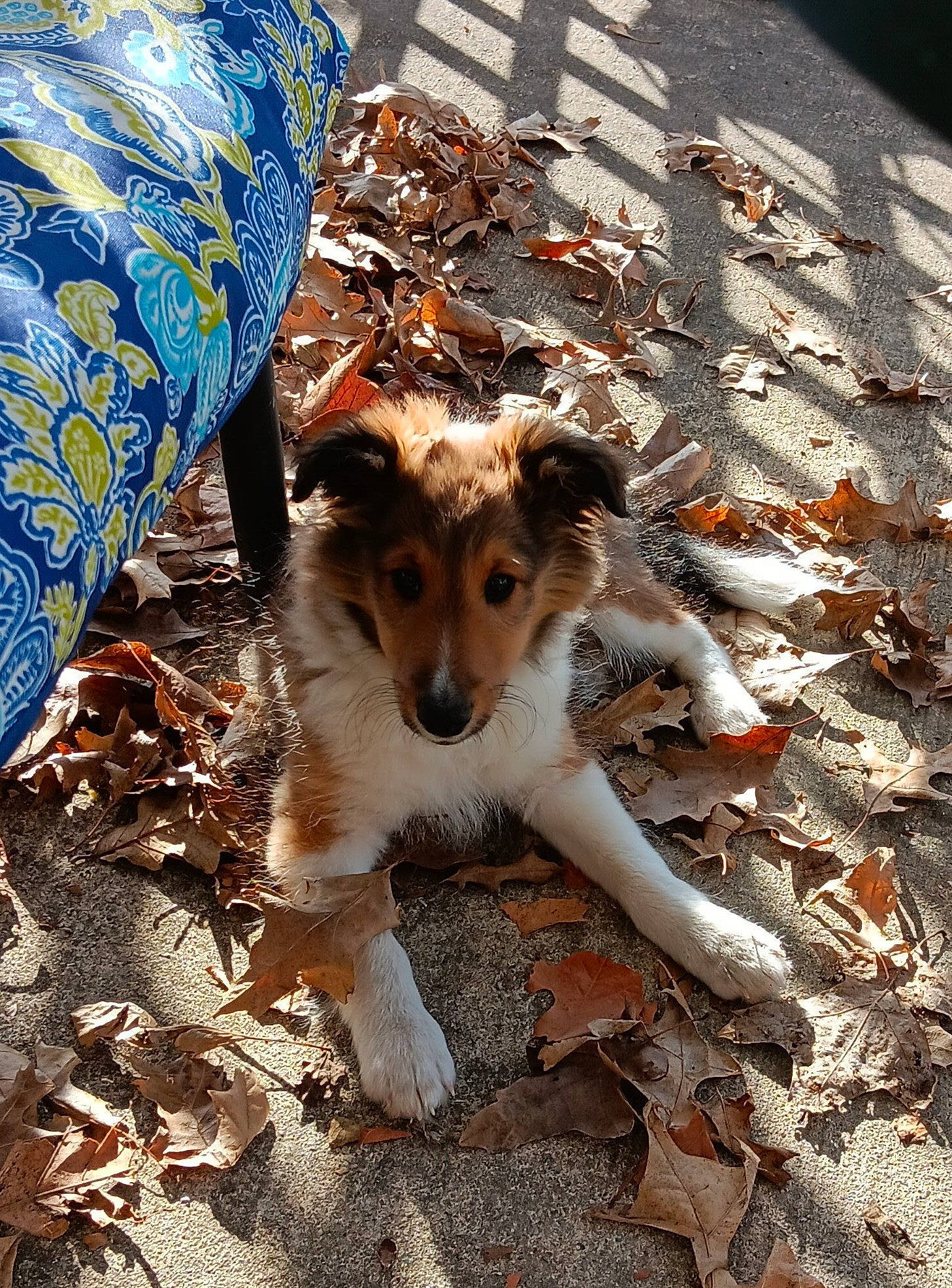 Marlee joined the competition — help win amazing prizes! canidae, carnivore, companion_dog, dog, dog_breed, fawn, flooring, fur, grass, herding_dog, road_surface, shadow, sidewalk, sitting, soil, sporting_group, street_dog, tail, terrestrial_animal, wood