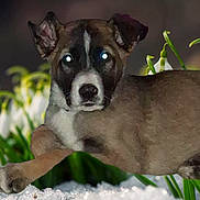 Balto is registered to the contest to win money with this photo: bokeh_background, brown_fur, canine, closeup, dog, ears, eyes, flower, foreground, glowing_eyes, lying_down, muzzle, nature, outdoor, pet, plant, portrait, snow, snowdrop, white_fur