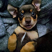 Rolo joined the competition — help win amazing prizes! puppy, dog, pet, animal, cute, ears, fur, lying_down, brown, black, tan, young, face, eyes, nose, mouth, cozy, blanket, closeup, adorable