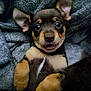 puppy, dog, pet, animal, cute, ears, fur, lying_down, brown, black, tan, young, face, eyes, nose, mouth, cozy, blanket, closeup, adorable