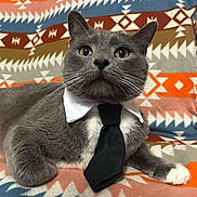 Binxy is registered to the contest to win money with this photo: animal, cat, close_up, collar, colorful, cute, domestic_animal, feline, fur, gray_cat, indoor, laid_back, looking_up, patterned_blanket, paw, pet, portrait, resting, tie, whiskers