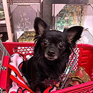 Meelo Nemo joined the competition — help win amazing prizes! dog, black_dog, small_dog, shopping_cart, blanket, pet, indoor, store, shelf, shopping, curious, cute, fur, ears, eyes, toy, red, metal, plastic, animal