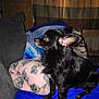 animal, black_dog, blanket, blue_blanket, canine, cat_pattern, couch, cozy, dog, domestic_animal, ears, fur, indoor, looking, pet, pillow, pink_blanket, resting, side_view, small_dog