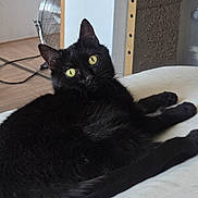 Maya a rejoint le concours — aidez-le/la à gagner de superbes lots ! black_cat, cat, yellow_eyes, indoor, lounging, scratching_post, fan, clothing, floor, curious, pet, feline, fur, whiskers, relaxed, home, animal, domestic_cat, looking_up, resting