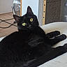 black_cat, cat, yellow_eyes, indoor, lounging, scratching_post, fan, clothing, floor, curious, pet, feline, fur, whiskers, relaxed, home, animal, domestic_cat, looking_up, resting