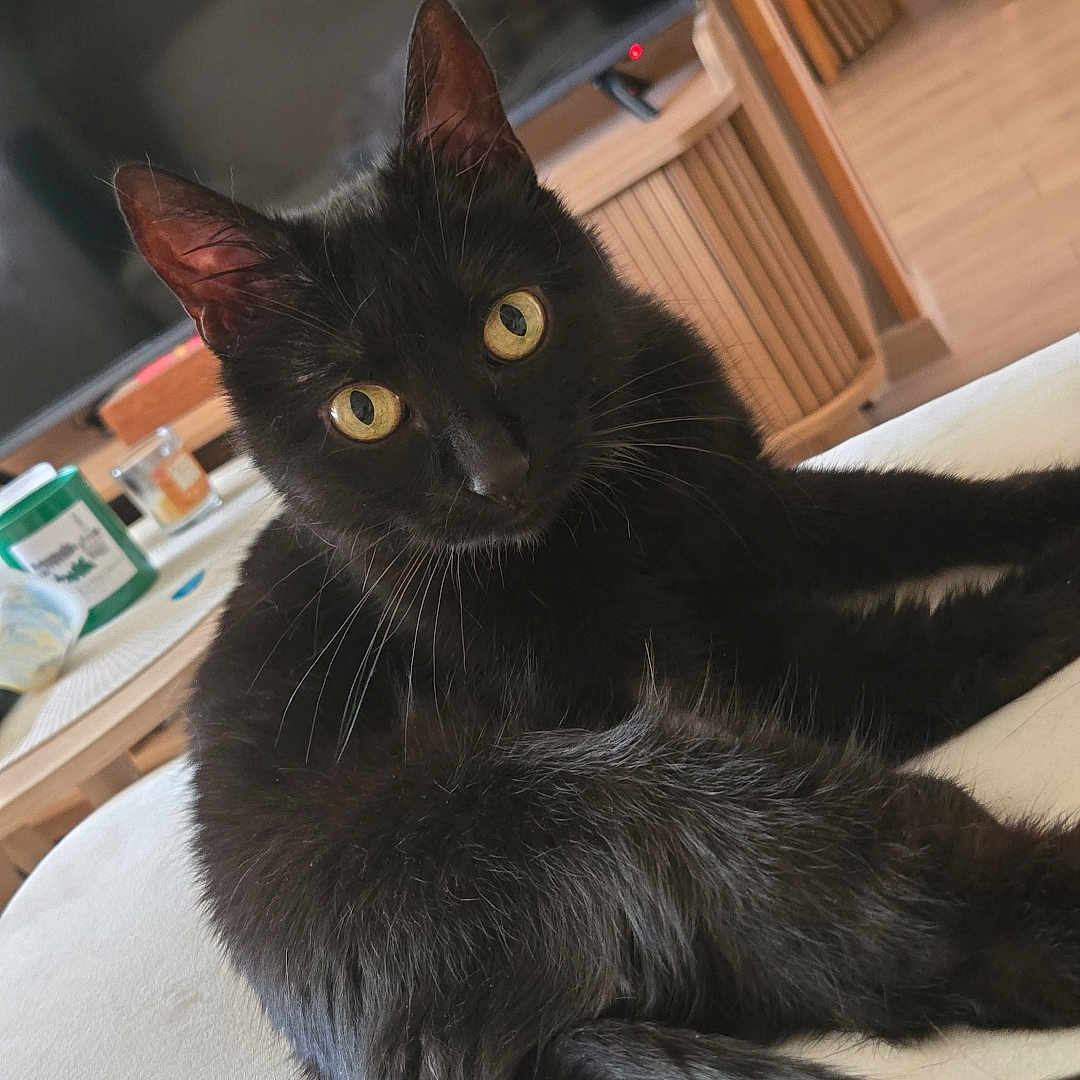 Maya