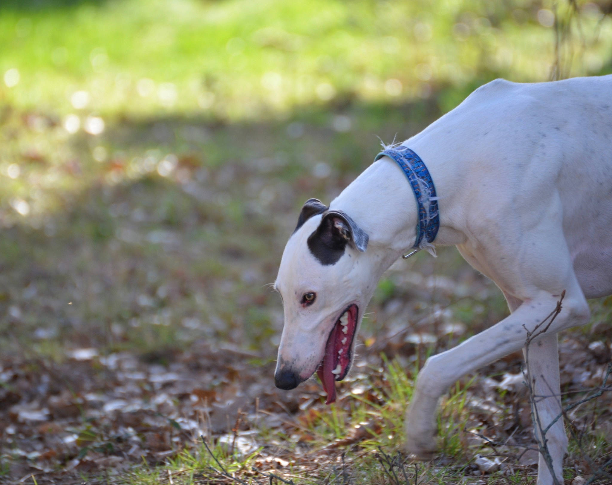 Pegasus a rejoint le concours — aidez-le/la à gagner de superbes lots ! canidae, carnivore, collar, companion_dog, dog, dog_breed, dog_collar, dog_supply, fawn, grass, guard_dog, leash, pet_supply, plant, sighthound, snout, sporting_group, tail, terrestrial_animal, working_animal