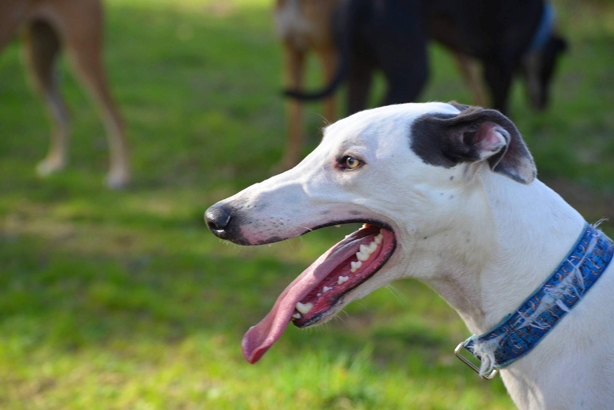 Pegasus participe au concours pour gagner de l'argent avec cette photo : canidae, carnivore, collar, companion_dog, dog, dog_breed, dog_collar, dog_supply, fang, grass, non_sporting_group, pet_supply, plant, sighthound, sporting_group, terrestrial_animal, working_animal