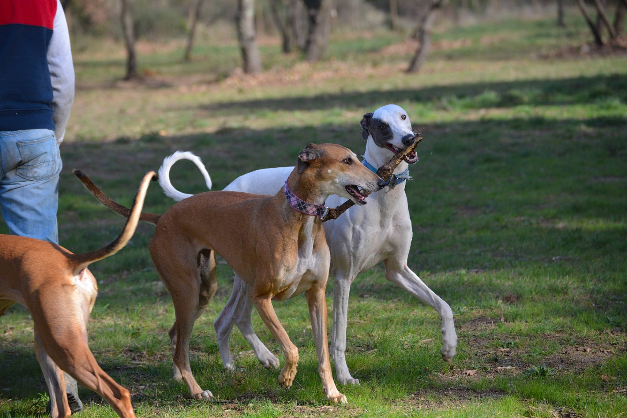 Pegasus a rejoint le concours — aidez-le/la à gagner de superbes lots ! animal_sports, canidae, carnivore, collar, companion_dog, dog, dog_breed, dog_sports, fawn, magyar_agar, mudhol_hound, rampur_greyhound, recreation, sighthound, sports, tail, tire, tree, wheel, working_dog