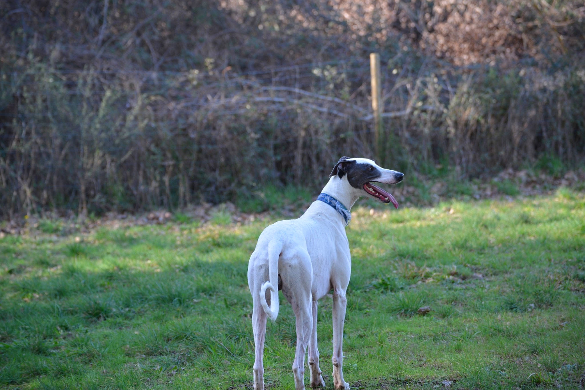 Pegasus participe au concours pour gagner de l'argent avec cette photo : canidae, carnivore, collar, companion_dog, dog, dog_breed, dog_supply, fawn, grass, grassland, magyar_agar, plant, rampur_greyhound, sighthound, snout, sporting_group, tail, terrestrial_animal, tree, working_animal