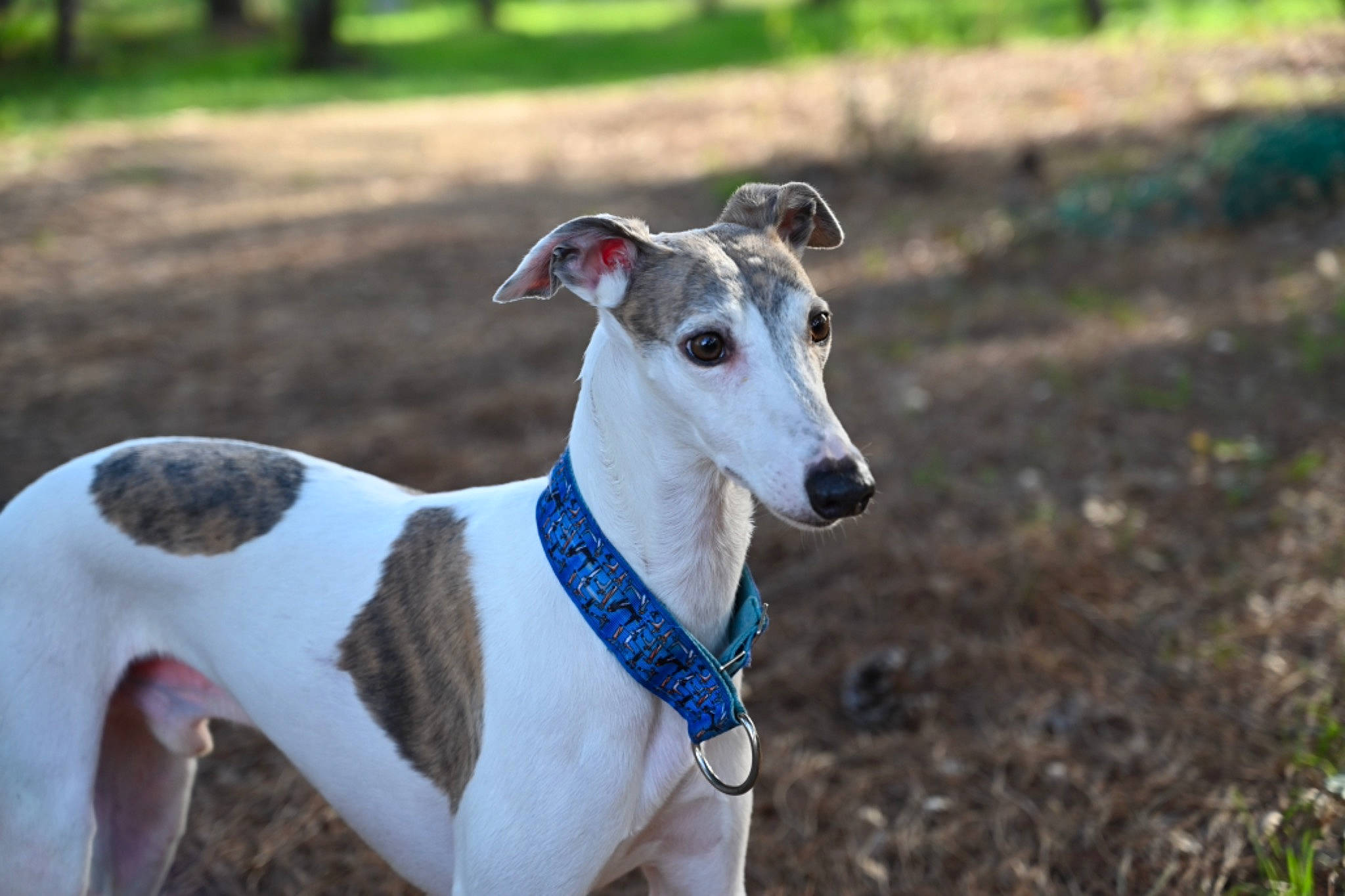 Lambrin a rejoint le concours — aidez-le/la à gagner de superbes lots ! canidae, carnivore, collar, companion_dog, dog, dog_breed, dog_collar, dog_supply, fawn, grass, hunting_dog, non_sporting_group, pet_supply, plant, rampur_greyhound, sighthound, snout, sporting_group, terrestrial_animal, working_animal