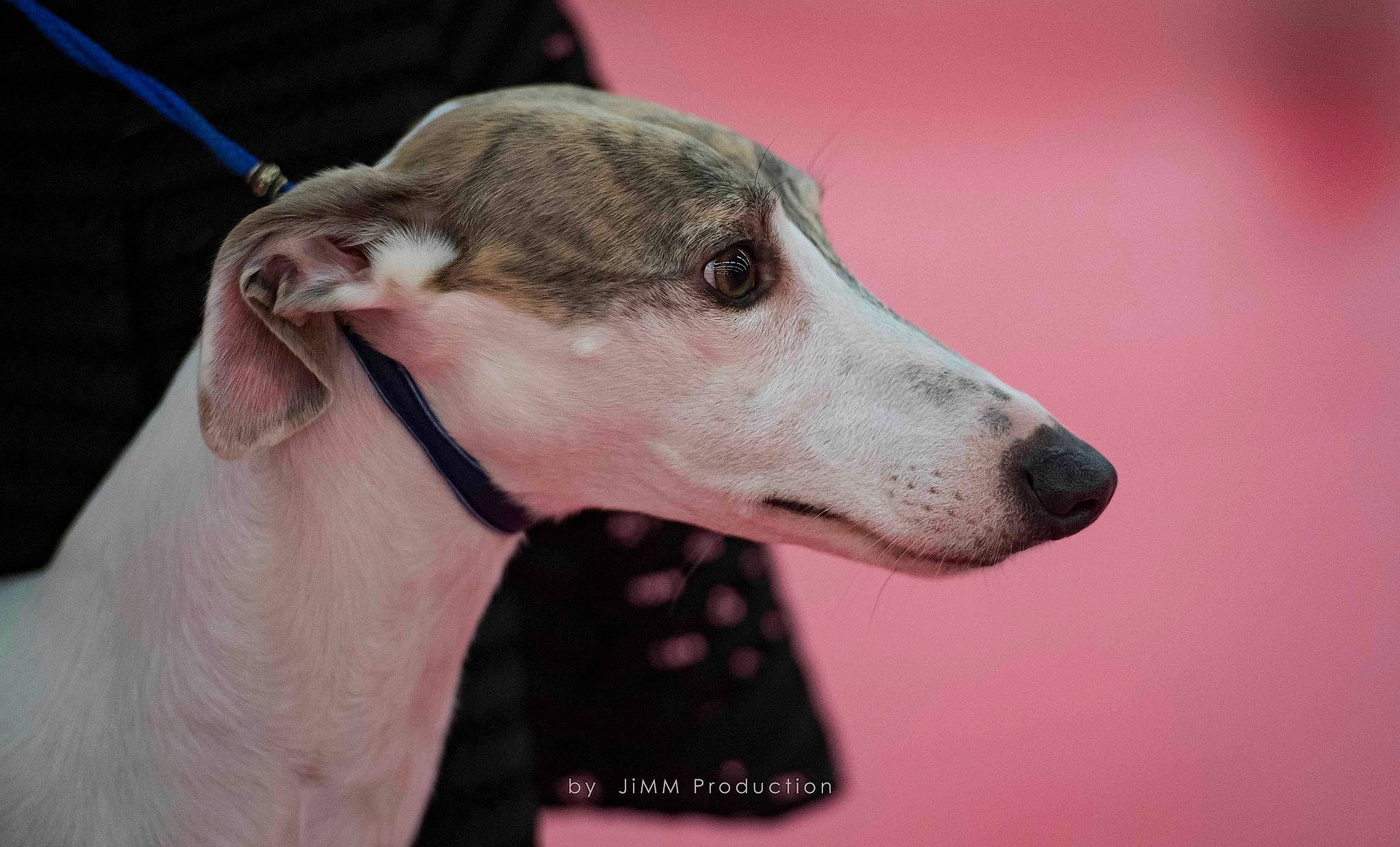Lambrin participe au concours pour gagner de l'argent avec cette photo : canidae, carnivore, collar, companion_dog, dog, dog_breed, dog_collar, ear, fawn, hortaya_borzaya, magyar_agar, mudhol_hound, polish_greyhound, rampur_greyhound, sighthound, snout, sporting_group, terrestrial_animal, whiskers, working_animal