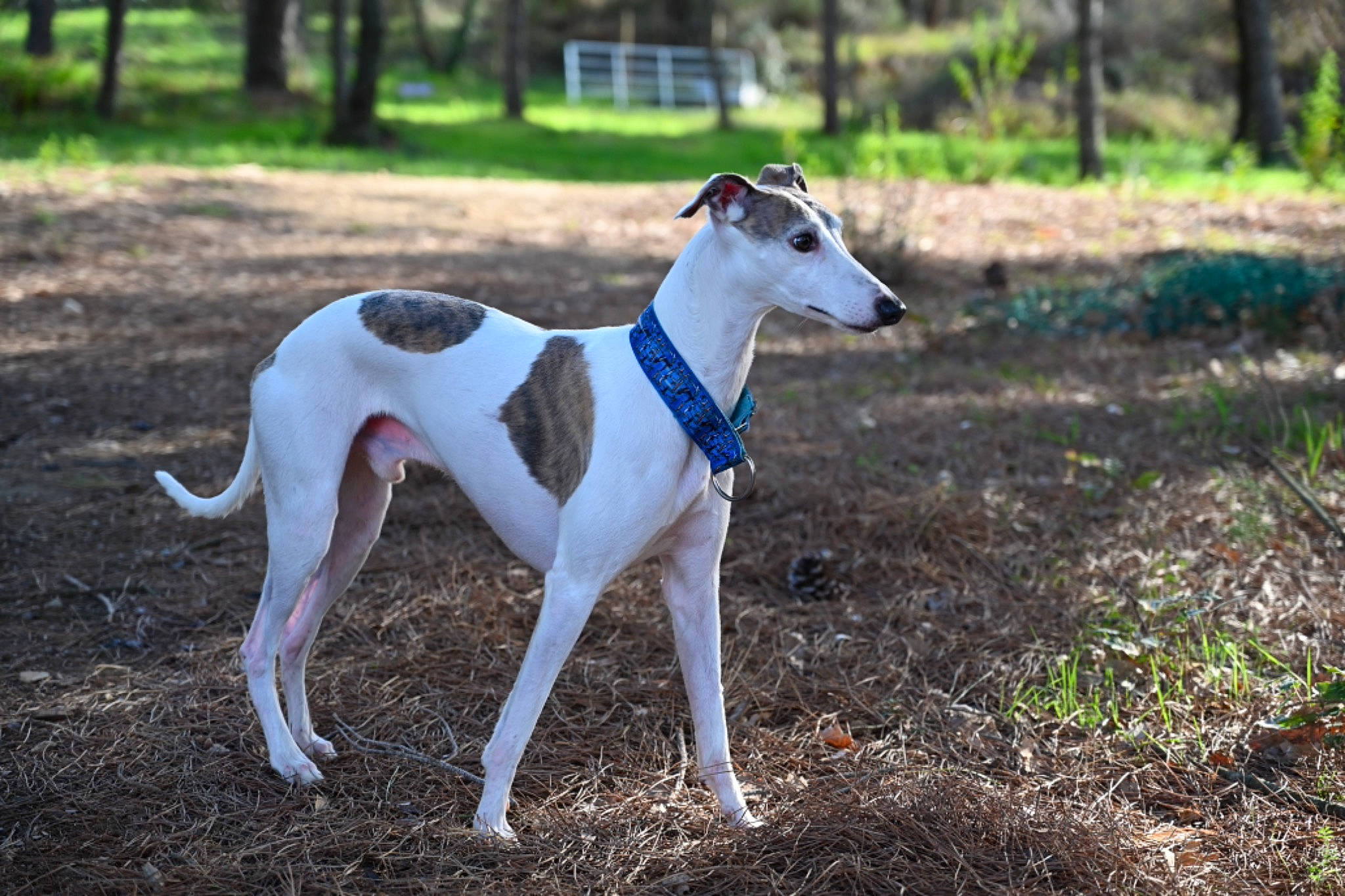 Lambrin participe au concours pour gagner de l'argent avec cette photo : canidae, carnivore, collar, companion_dog, dog, dog_breed, dog_supply, fawn, grass, pet_supply, plant, rampur_greyhound, sighthound, snout, sporting_group, tail, terrestrial_animal, tree, wood, woodland