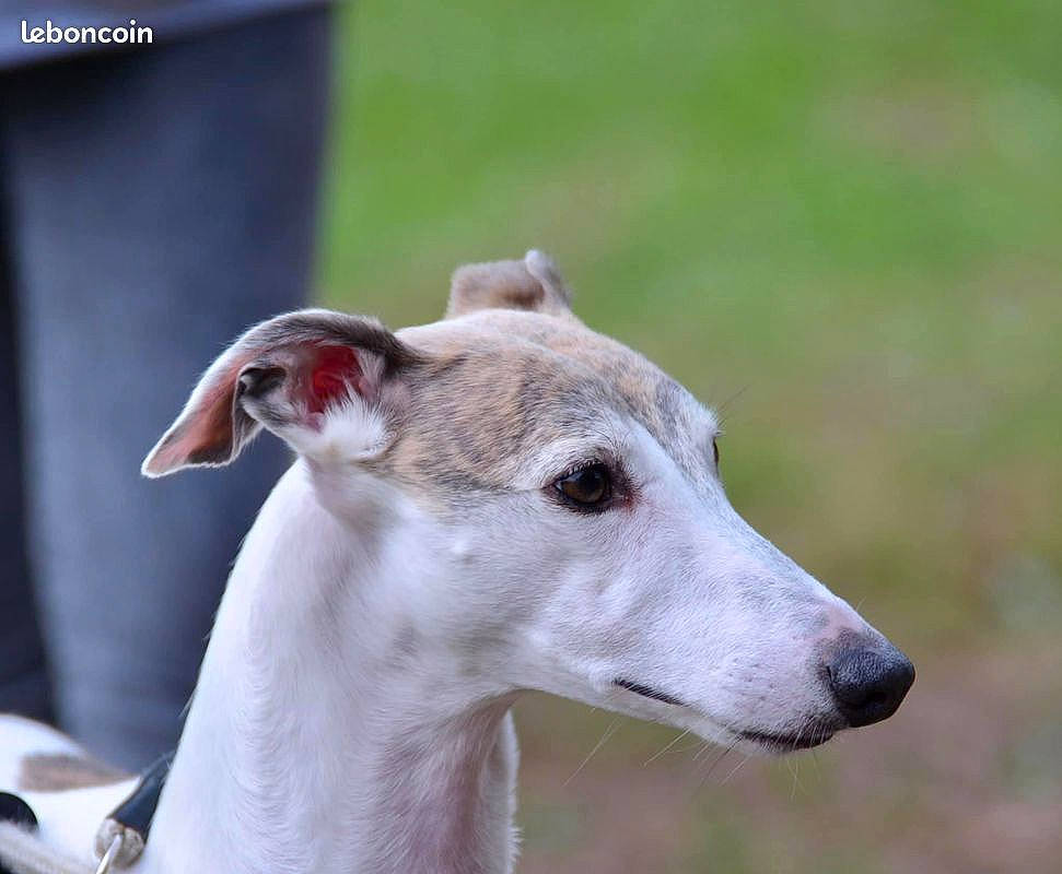 Lambrin a rejoint le concours — aidez-le/la à gagner de superbes lots ! canidae, carnivore, collar, companion_dog, dog, dog_breed, dog_collar, fawn, magyar_agar, mammal, metal, pet_supply, rampur_greyhound, sighthound, snout, sporting_group, terrestrial_animal, vertebrate, whiskers, working_animal